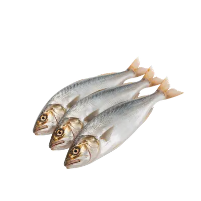 Anchovies