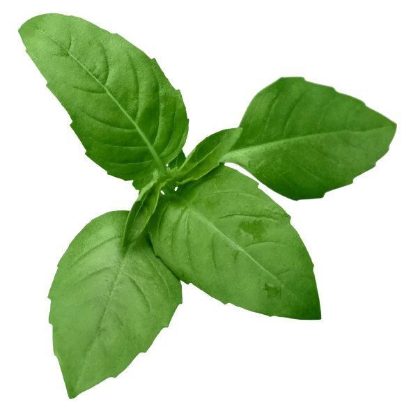 Basil