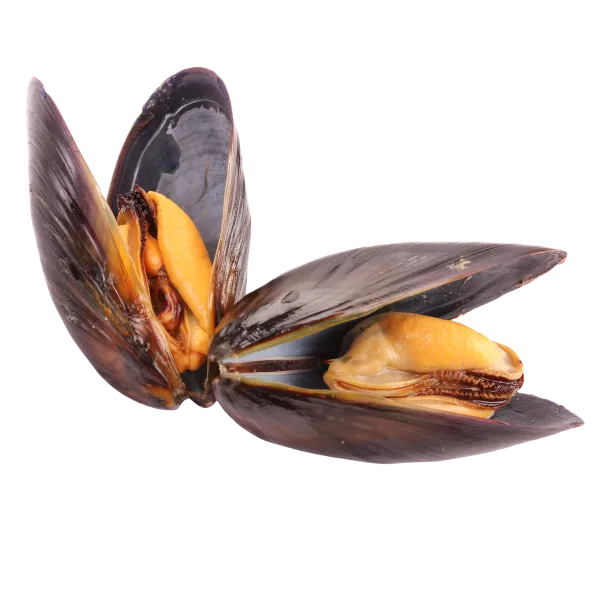 Bivalves (mussels, oysters, clams, scallops, …)