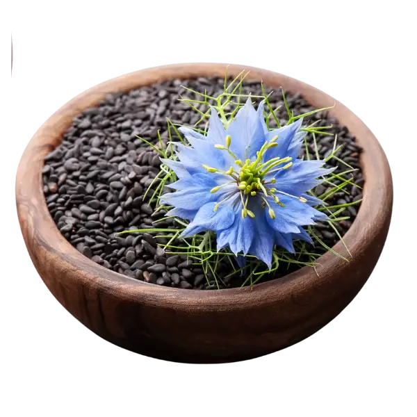 Black caraway (Nigella sativa)