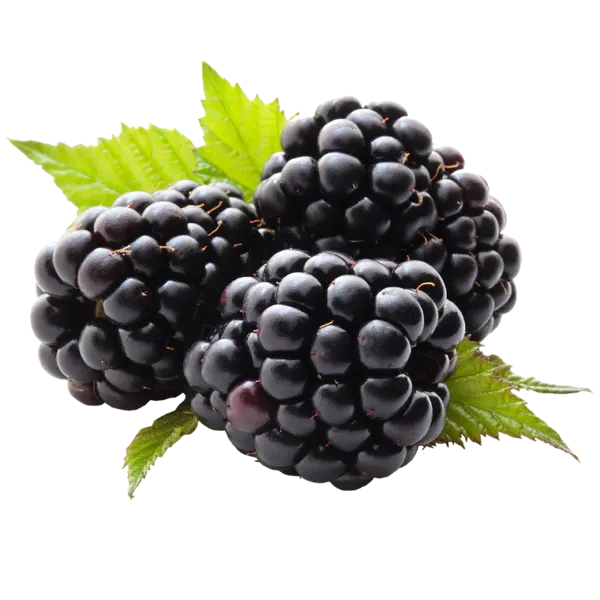 Blackberry
