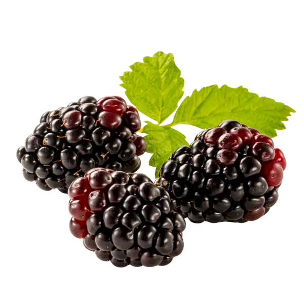 Boysenberry