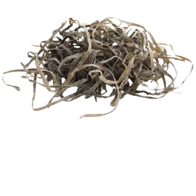 Brown algae, algae