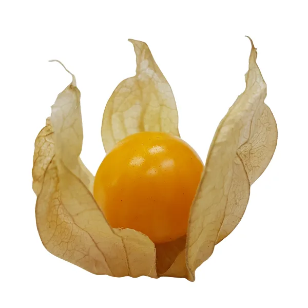 Cape gooseberry