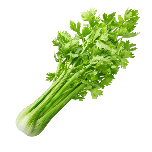 Celery