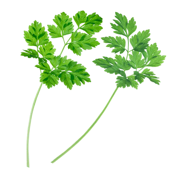 Chervil