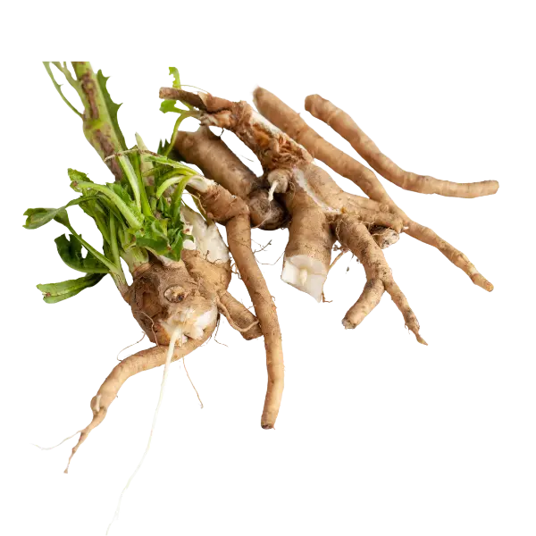 Chicory