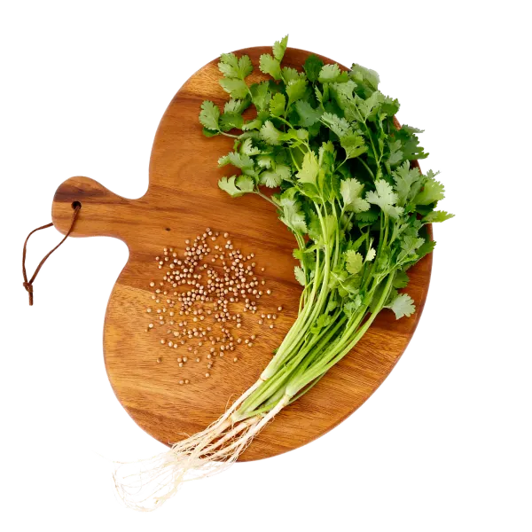 Cilantro / Coriander