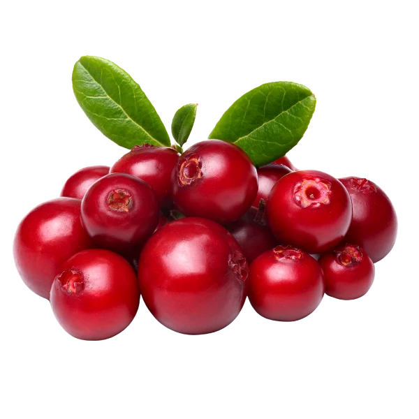 Cowberry / Lingonberry