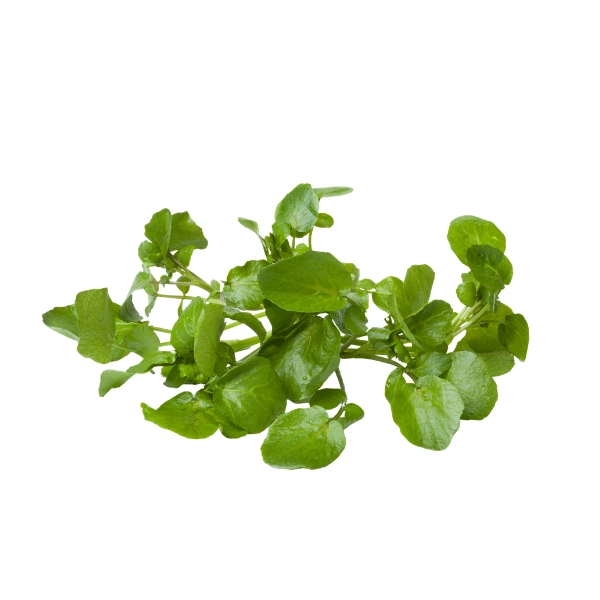 Garden cress