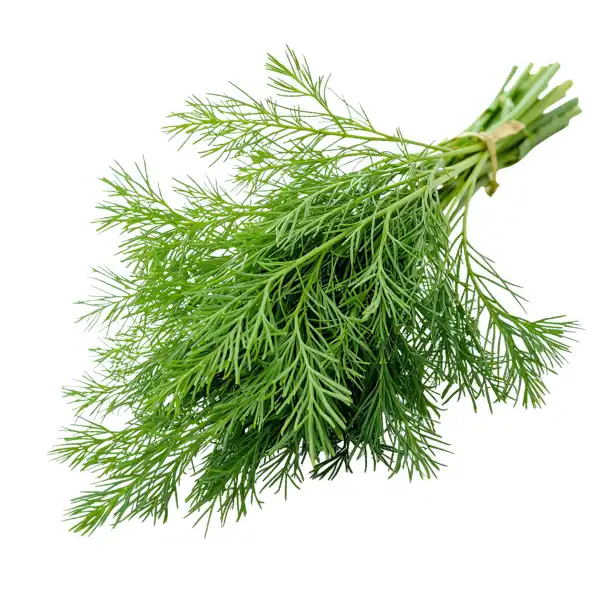 Dill