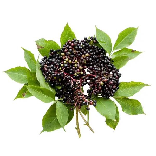 Elderberry