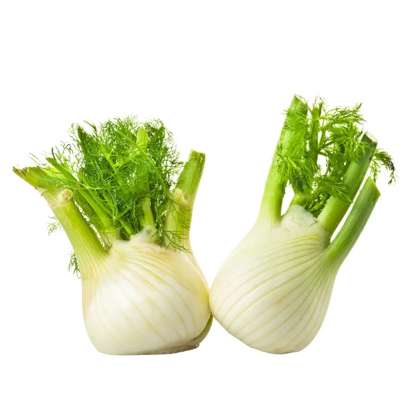 Fennel