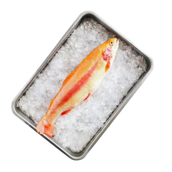 Fish (in the shop in the cooling rack or on ice)