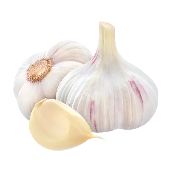 Garlic