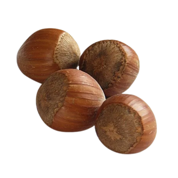 Hazelnut