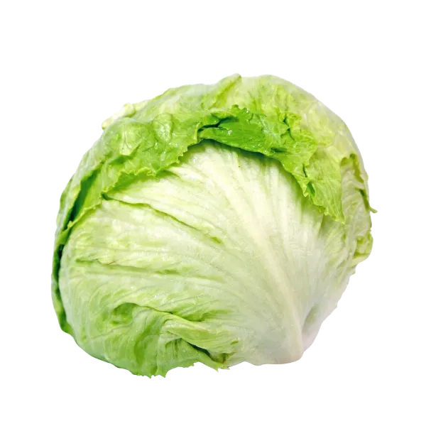 Lettuce iceberg