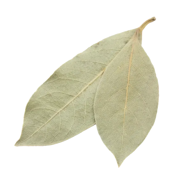 Bay leaf / Laurel