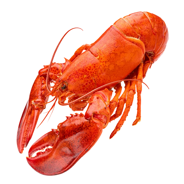 Lobster
