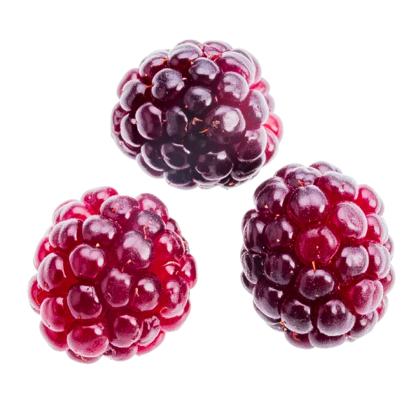 Loganberry