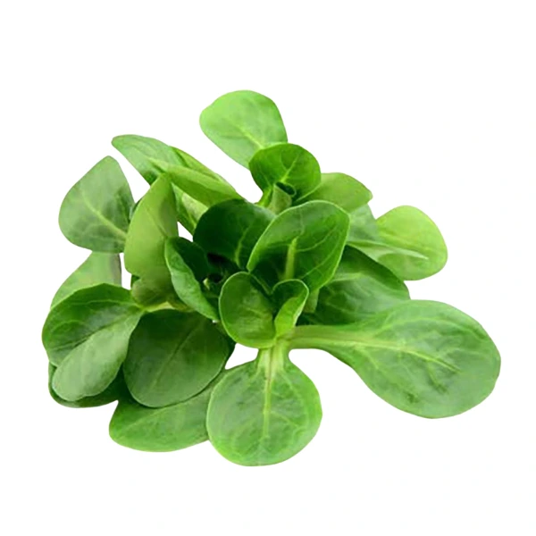 Lamb's lettuce