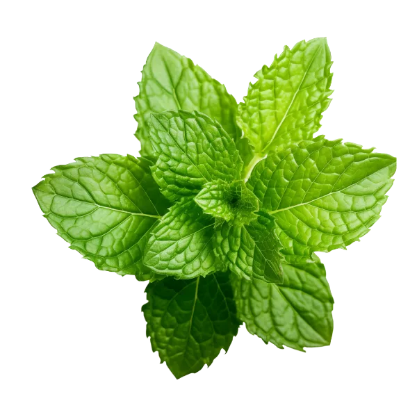 Mint
