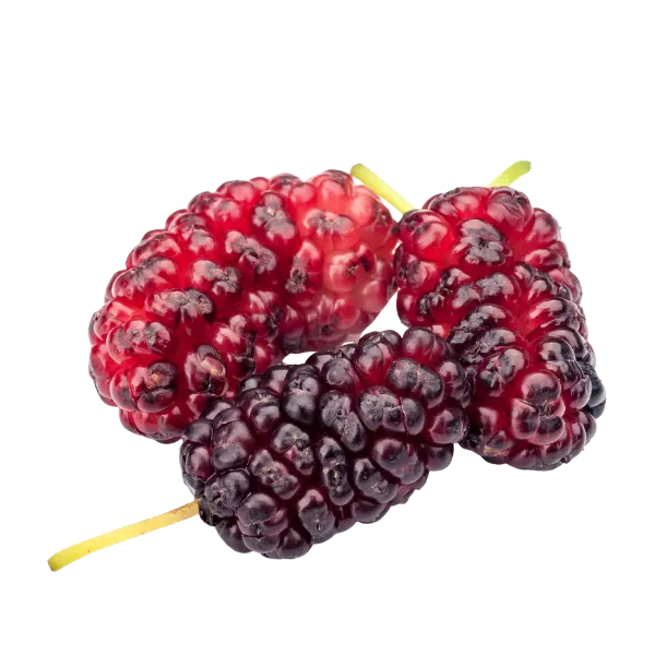 Mulberry