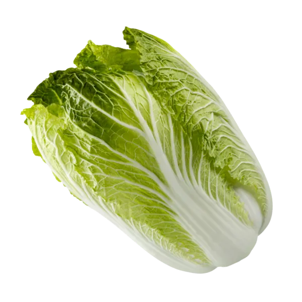 Napa cabbage