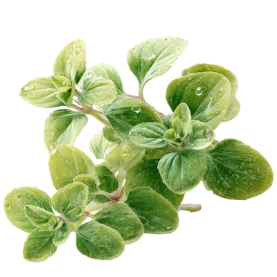 Oregano