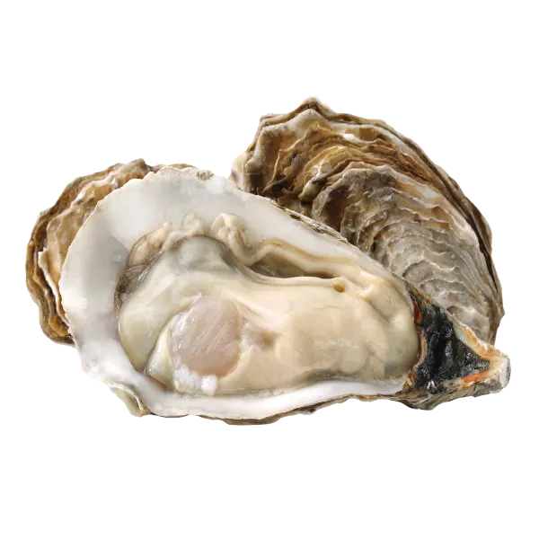 Oysters