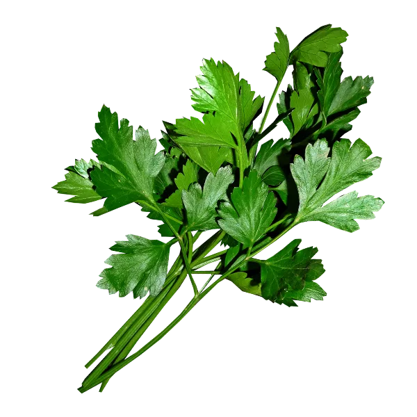 Parsley