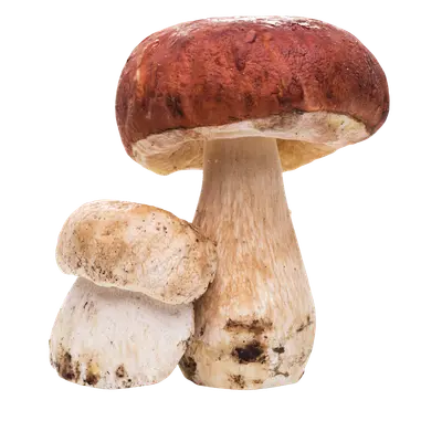 Cep / Porcini