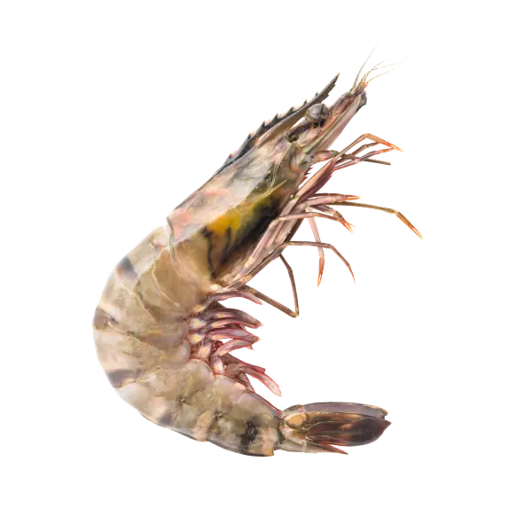 Prawn