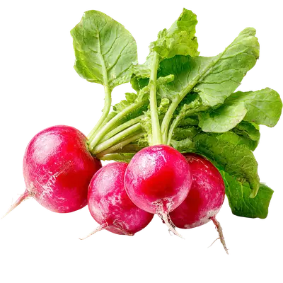 Radish, red