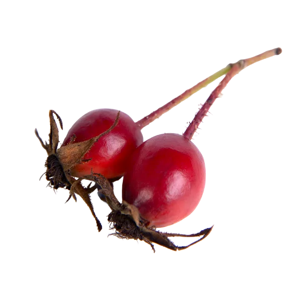 Rose hip