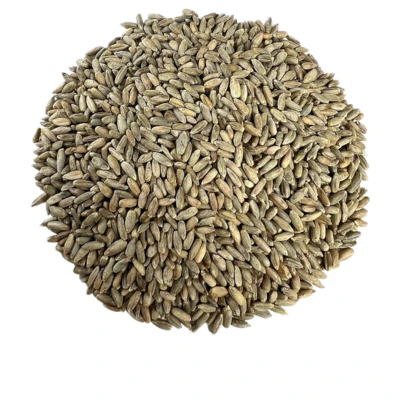 Rye
