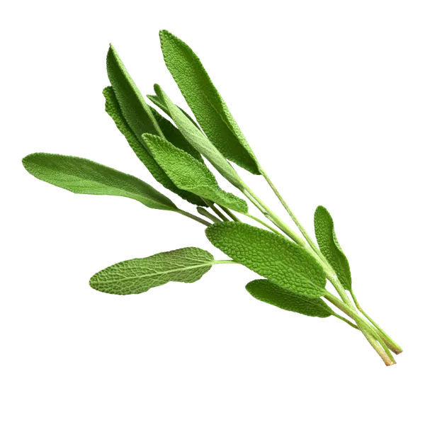 Sage