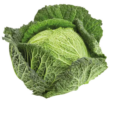 Savoy cabbage