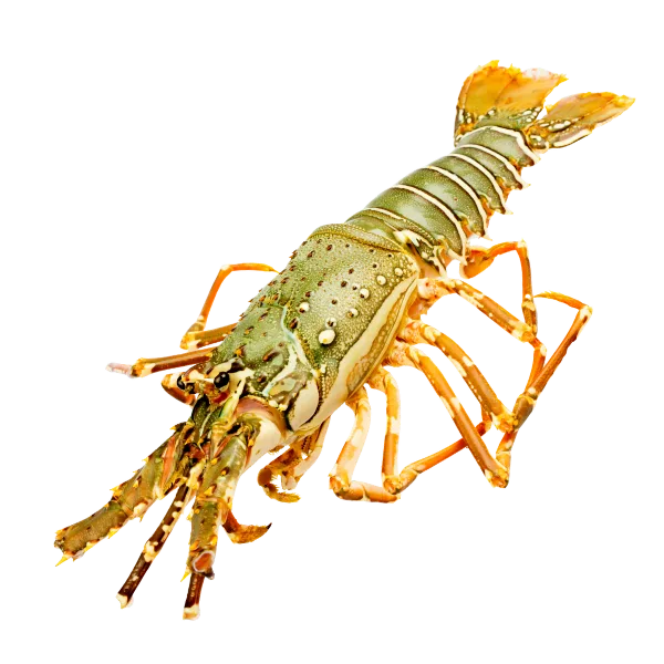 Spiny lobsters / Rock Lobster