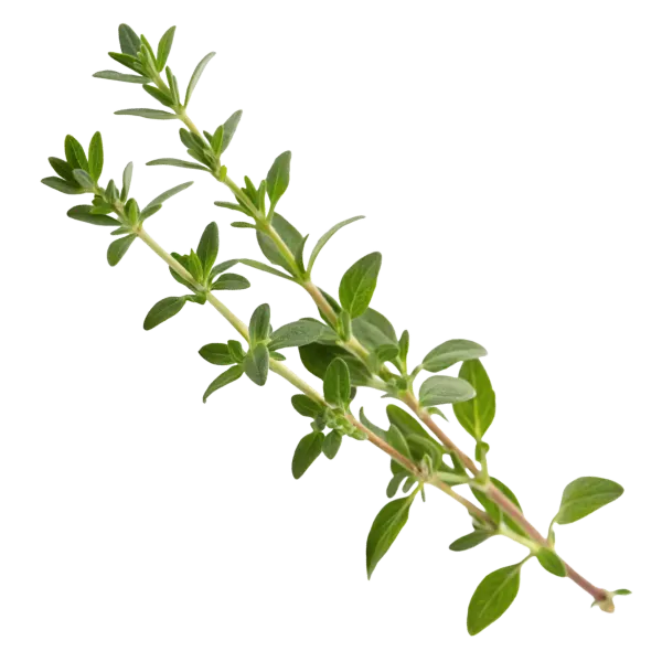 Thyme