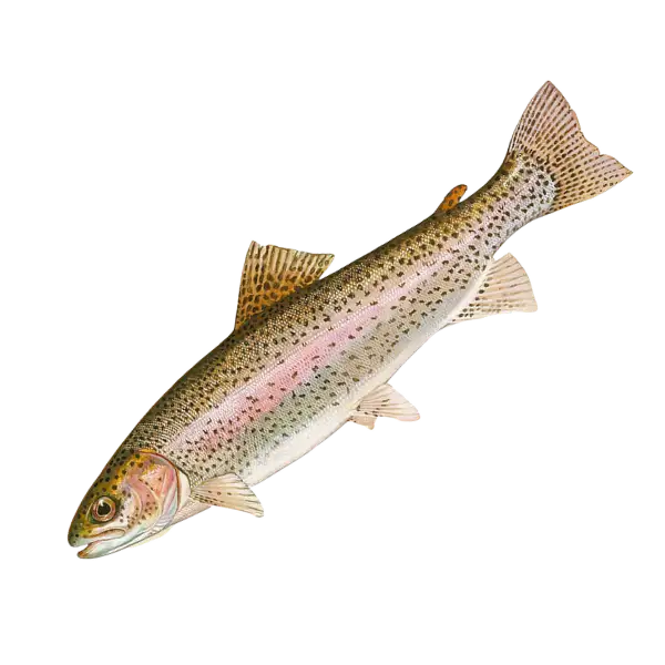 Trout – brown trout / brook trout / rainbow trout