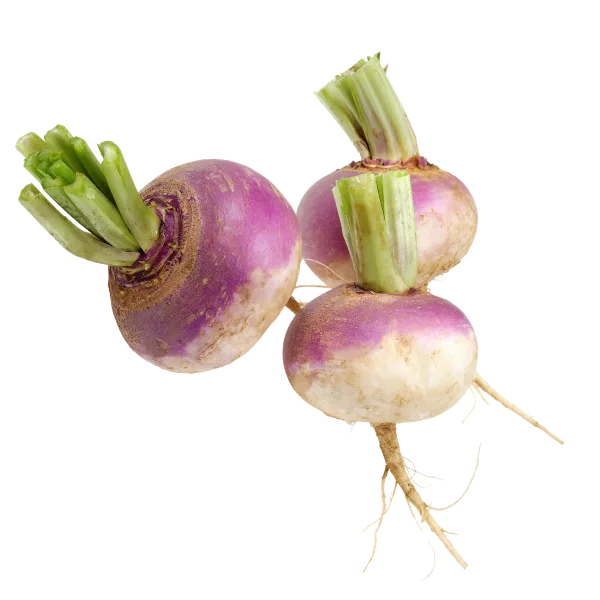 Turnip