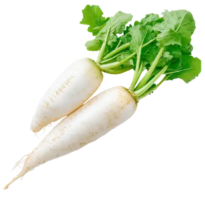 Radish, white