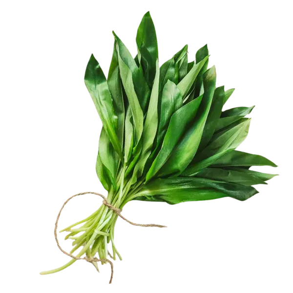 Wild garlic